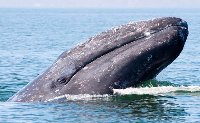 Ballena gris, en Baja California Sur