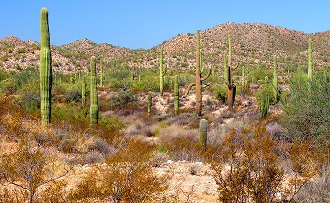 Gran Desierto de Altar, en Sonora,