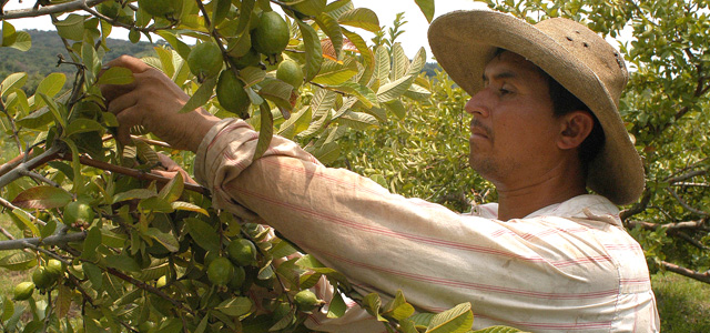 Jornalero trabajando en el campo