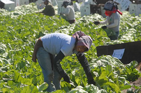 Jornalero trabajando en el campo