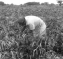 RECIBEN AYUDA AGRICULTORES DE IXTAPAN DEL ORO