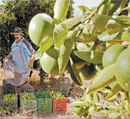DICONSA VENDERÁ A 26 PESOS EL KILO